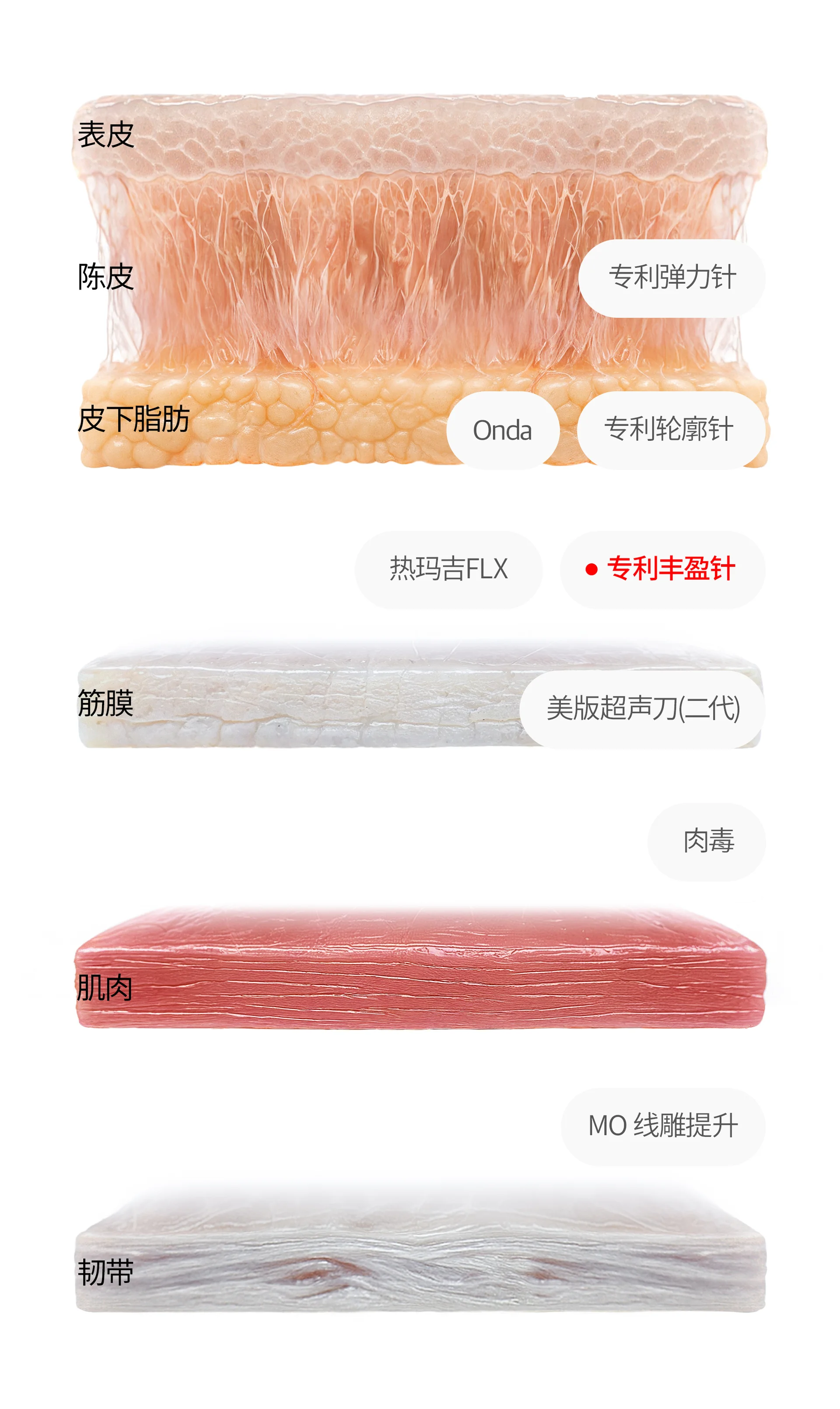 肌肤剖面图